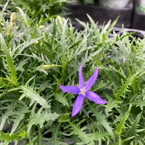 Isotoma Stella Blue