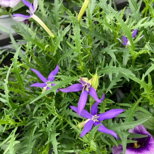 Isotoma Stella Blue