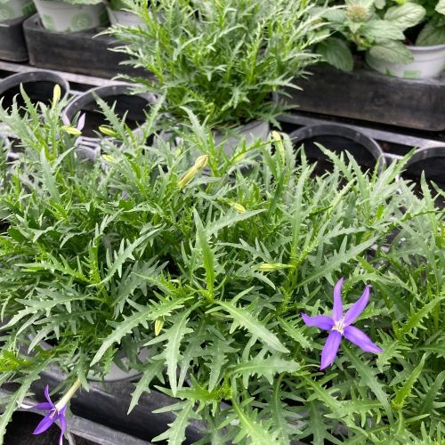 Isotoma Stella Blue