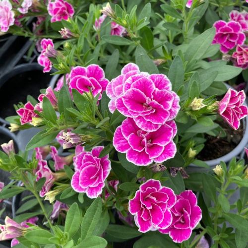 Calibrachoa Superbells Double Sweet Love