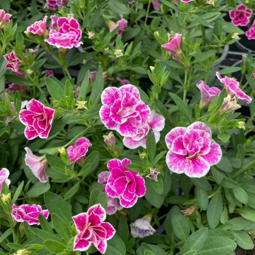 Calibrachoa Superbells Double Sweet Love