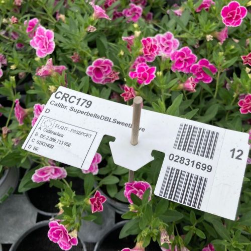 Calibrachoa Superbells Double Sweet Love