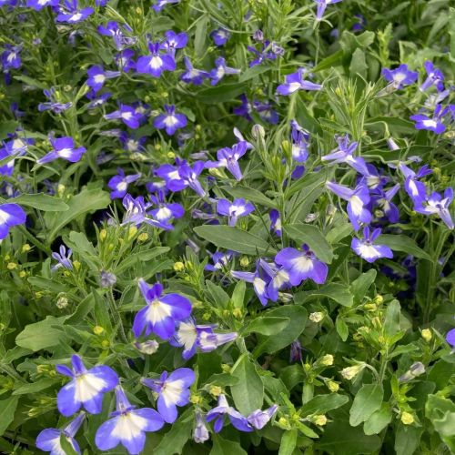Lobelia Hot Bavaria