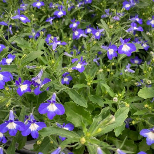 Lobelia Hot Bavaria