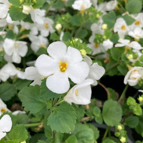 Bacopa Gulliver Dynamic White