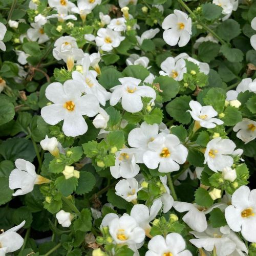 Bacopa Gulliver Dynamic White