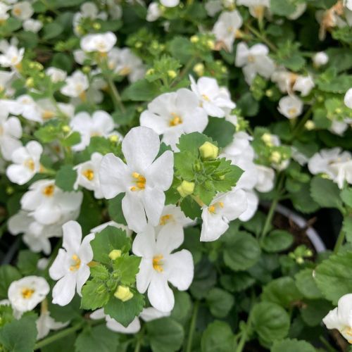 Bacopa Gulliver Dynamic White