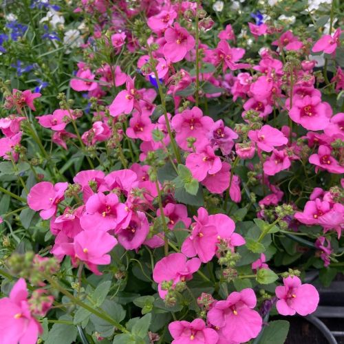 Diascia Barberae Flying Colors Dala Rose