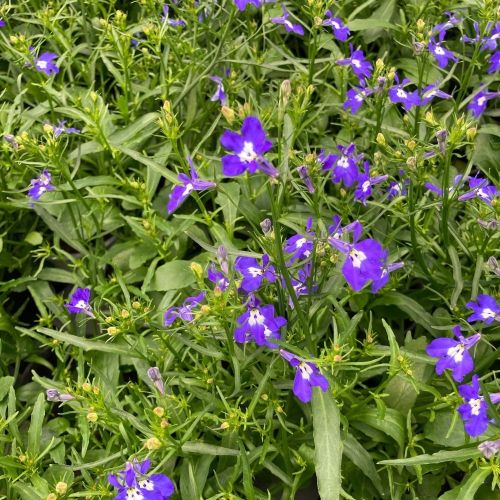Lobelia Laguna Retombant Trailing Dark Blue