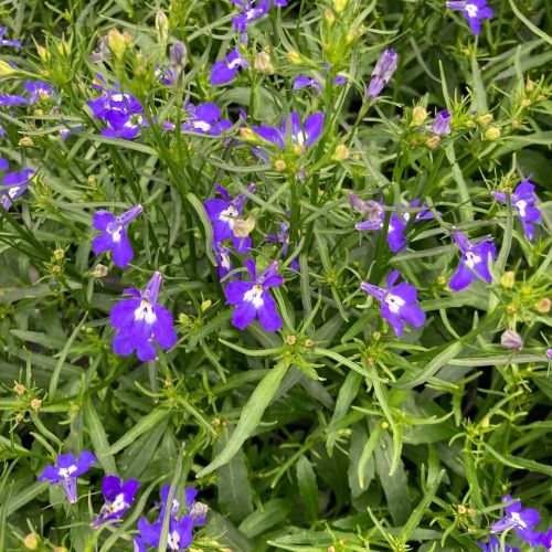Lobelia Laguna Retombant Trailing Dark Blue