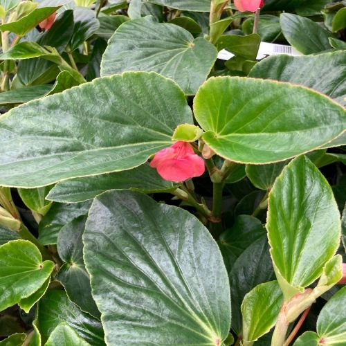 Begonia Dragon Wing Hybrida Dragon Wing Pink