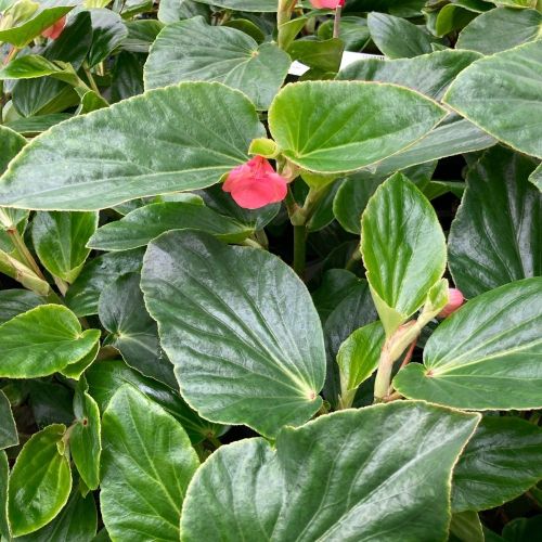 Begonia Dragon Wing Hybrida Dragon Wing Pink
