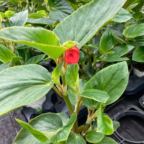 Begonia Dragon Wing Hybrida Dragon Wing Red