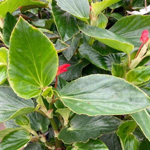 Begonia Dragon Wing Hybrida Dragon Wing Red