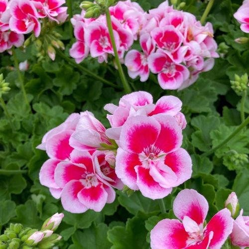 Geranium Zonal Flowerfairy White Splash