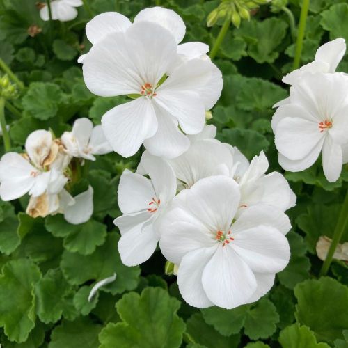 Geranium Zonal Classic White