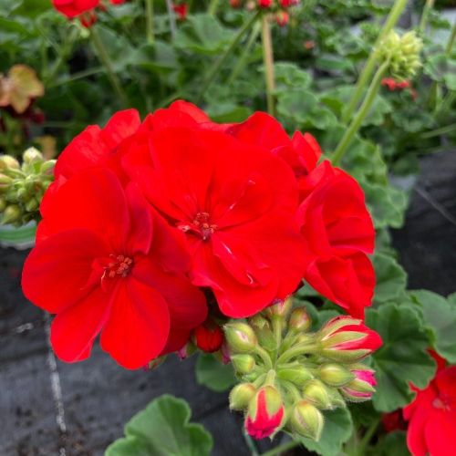 Geranium Zonal Savannah Really Red