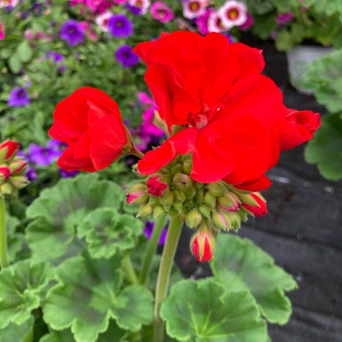 Geranium Zonal Savannah Really Red