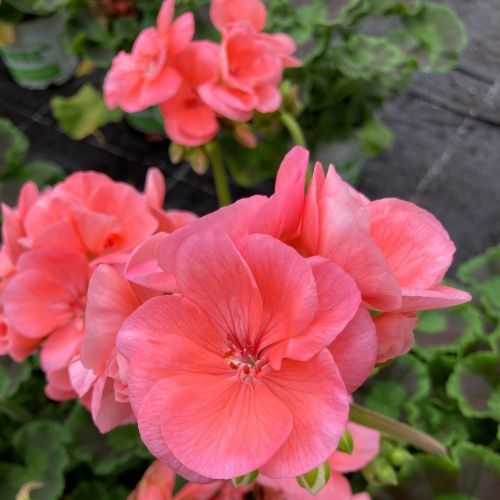 Geranium Zonal Gabella Rose