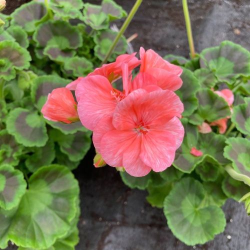 Geranium Zonal Gabella Rose