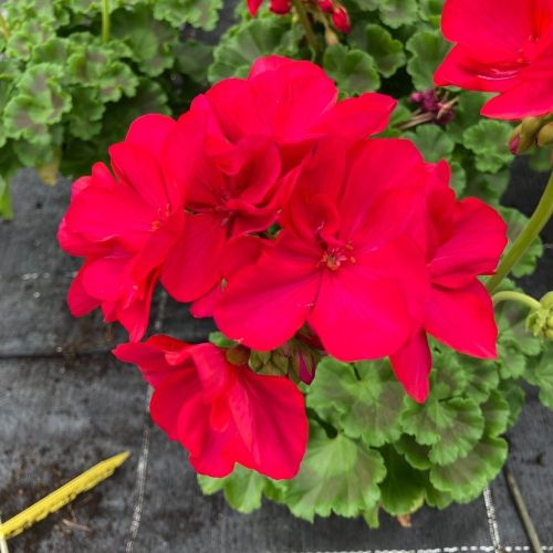 Geranium Zonal Calioppe Red Splash