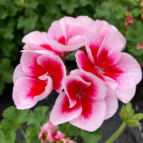 Geranium Zonal Americana White Splash