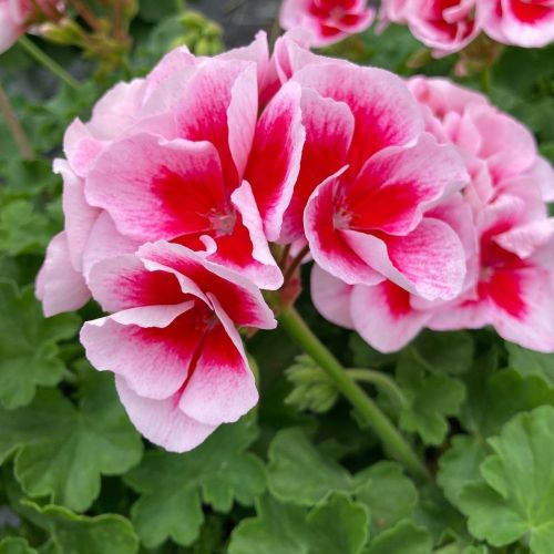 Geranium Zonal Americana White Splash