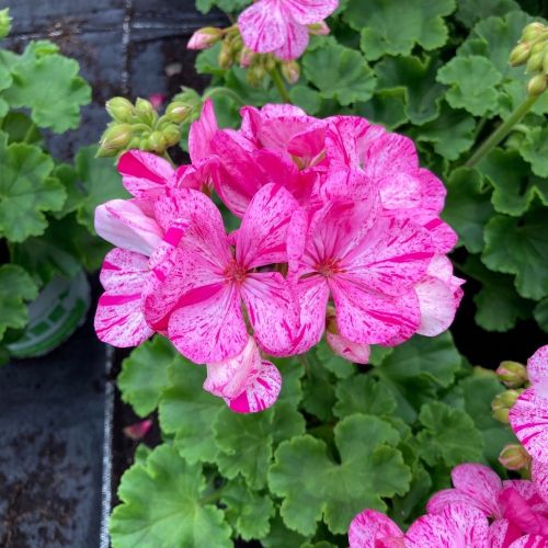 Geranium Zonal Survivor Baltik