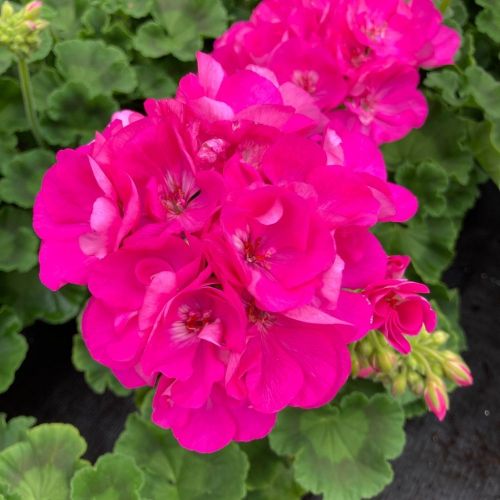 Geranium Zonal Alice