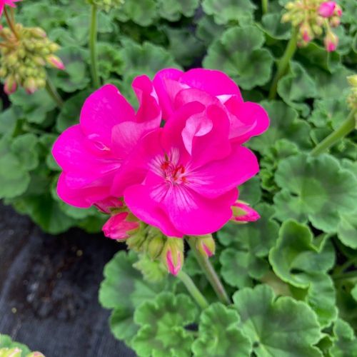 Geranium Zonal Alice
