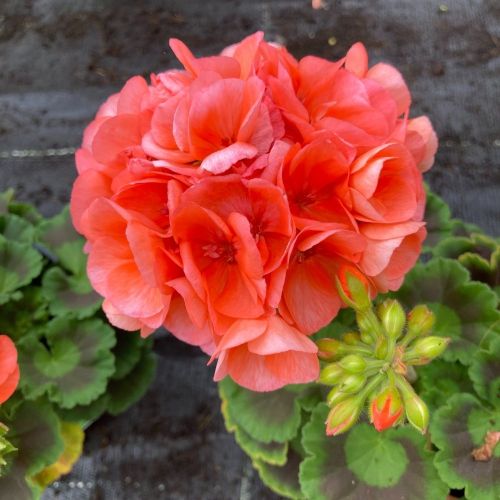 Geranium Zonal Toscana Soren