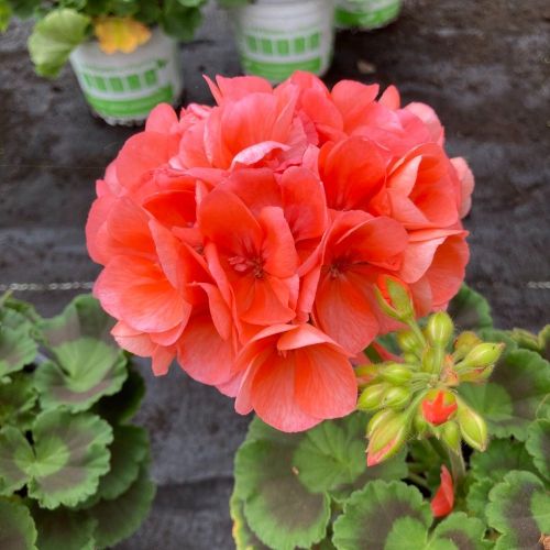 Geranium Zonal Toscana Soren