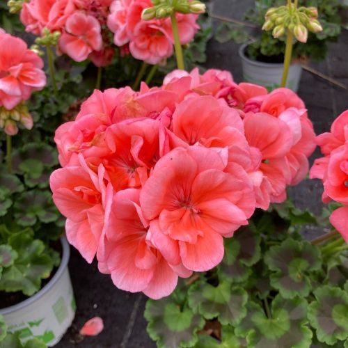 Geranium Zonal Gabella Rose