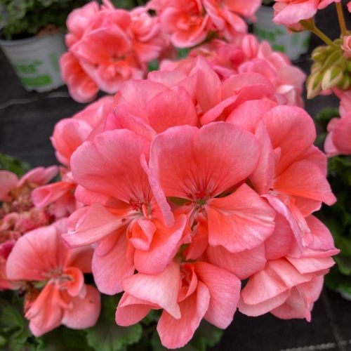 Geranium Zonal Gabella Rose