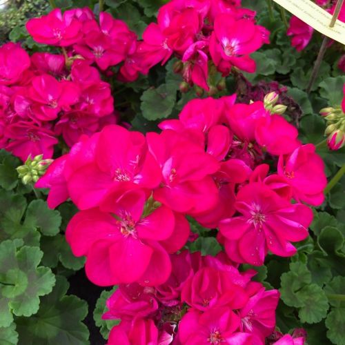 Geranium Zonal Alice