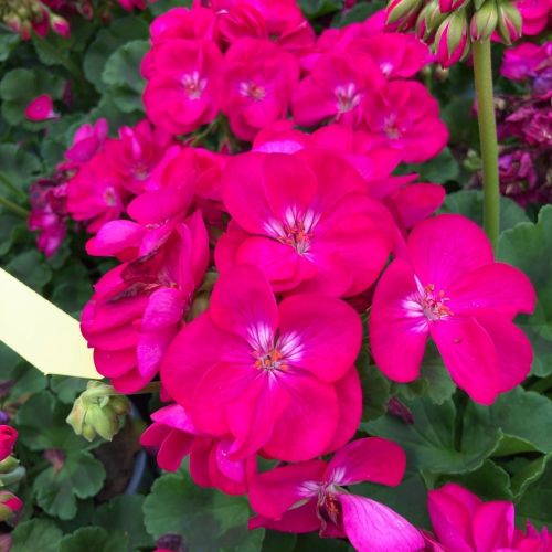 Geranium Zonal Alice