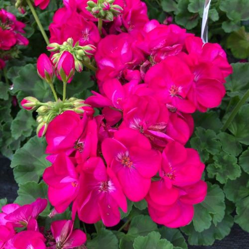 Geranium Zonal Alice