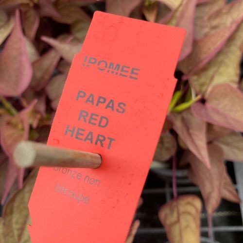 Ipomee Batatas Red Heart