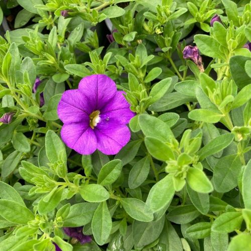 Calibrachoa Callie Hybrida Deep Blue