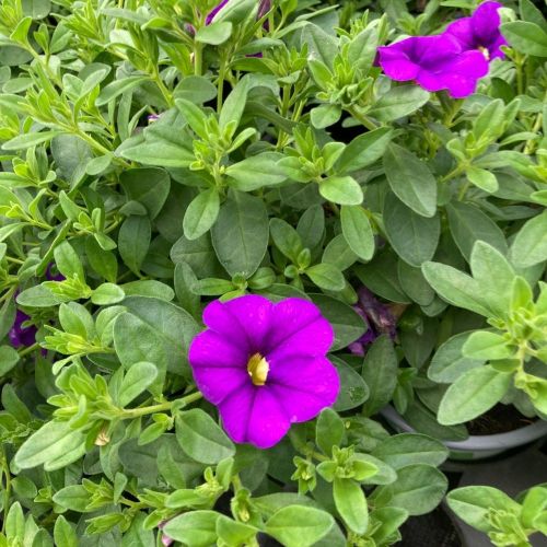 Calibrachoa Callie Hybrida Deep Blue