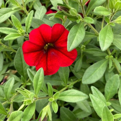 Calibrachoa Noa Red Improved