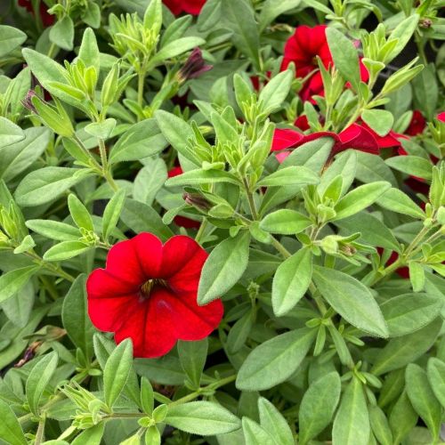 Calibrachoa Noa Red Improved