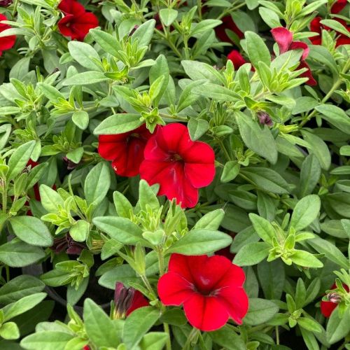 Calibrachoa Noa Red Improved