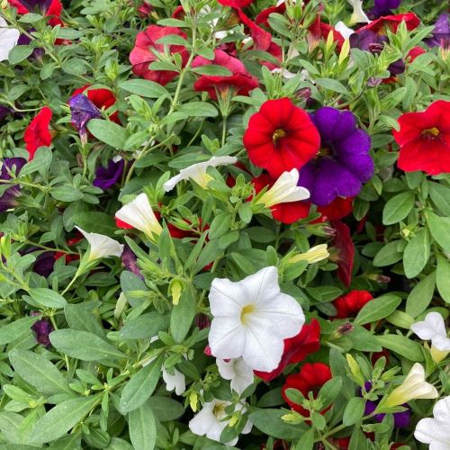Calibrachoa Hawaiian Country 2015
