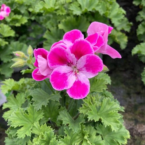 Pélargonium Pinkerbell Blanc Et Violet
