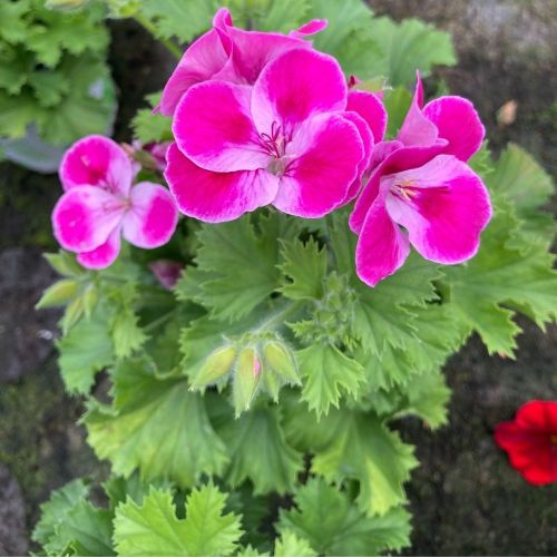 Pélargonium Pinkerbell Blanc Et Violet