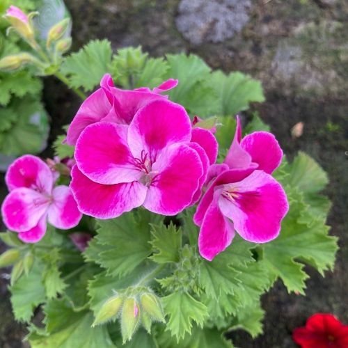 Pélargonium Pinkerbell Blanc Et Violet