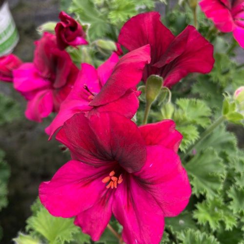 Pelargonium Candy Flower Mauve