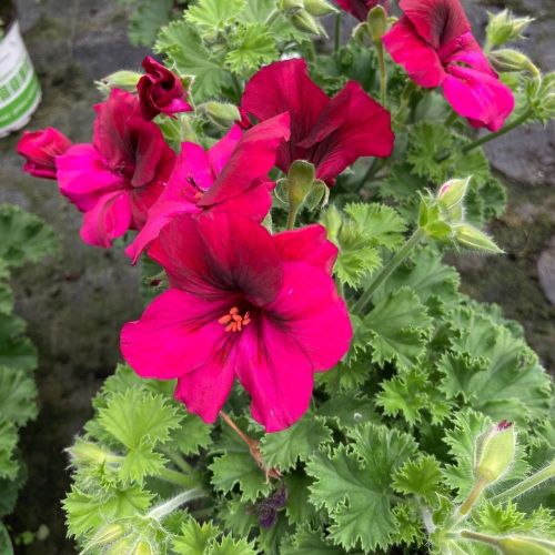 Pelargonium Candy Flower Mauve