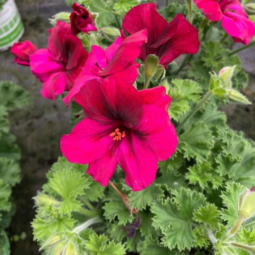 Pelargonium Candy Flower Mauve